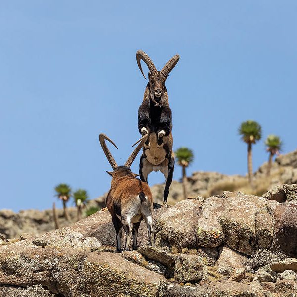 9-rare-walia-ibex-in-simien-mountains-ethiopia-artush-foto